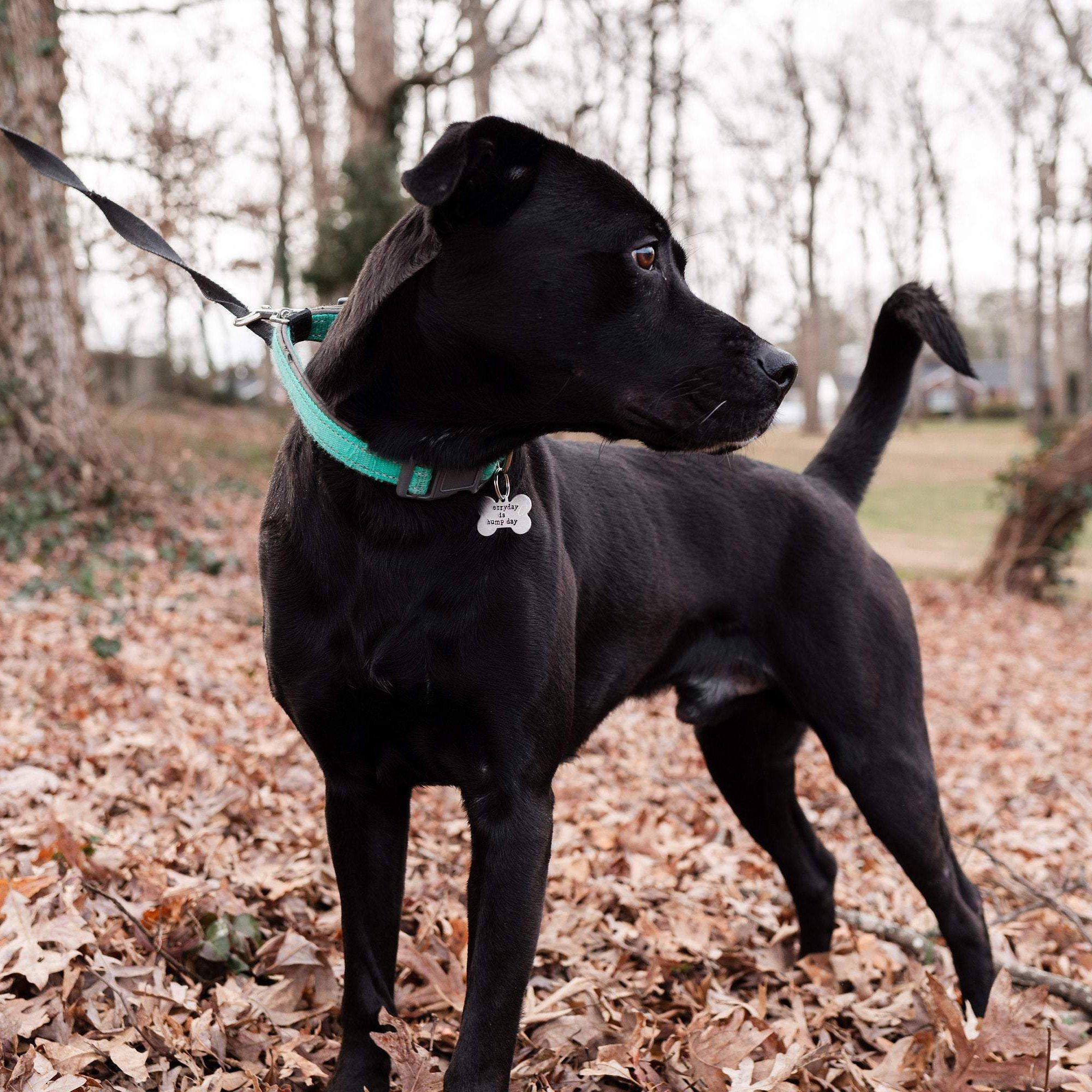 ASSMAN Bone-Shaped Pet Tag