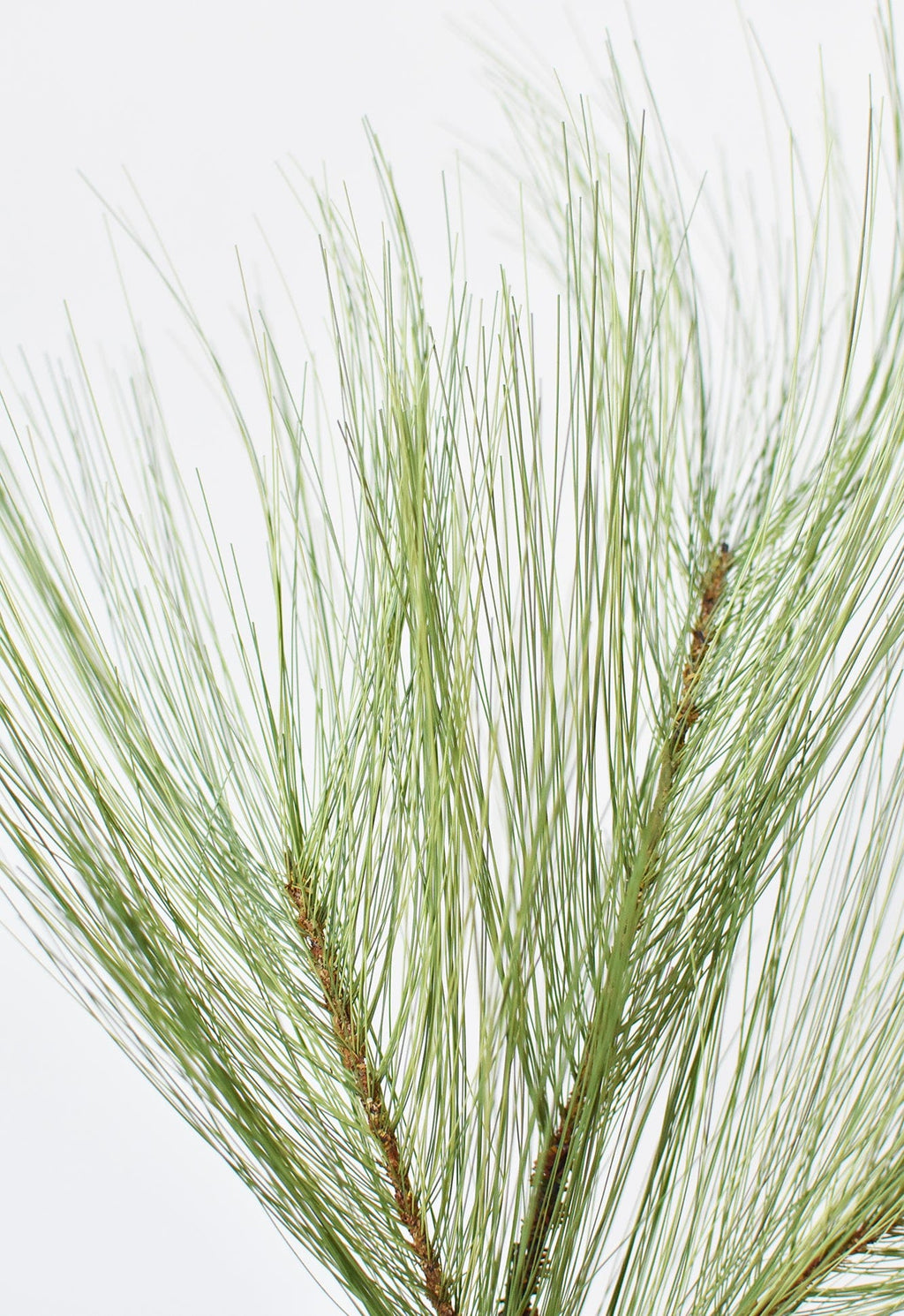 Kiefernzweig, lang, 53 cm