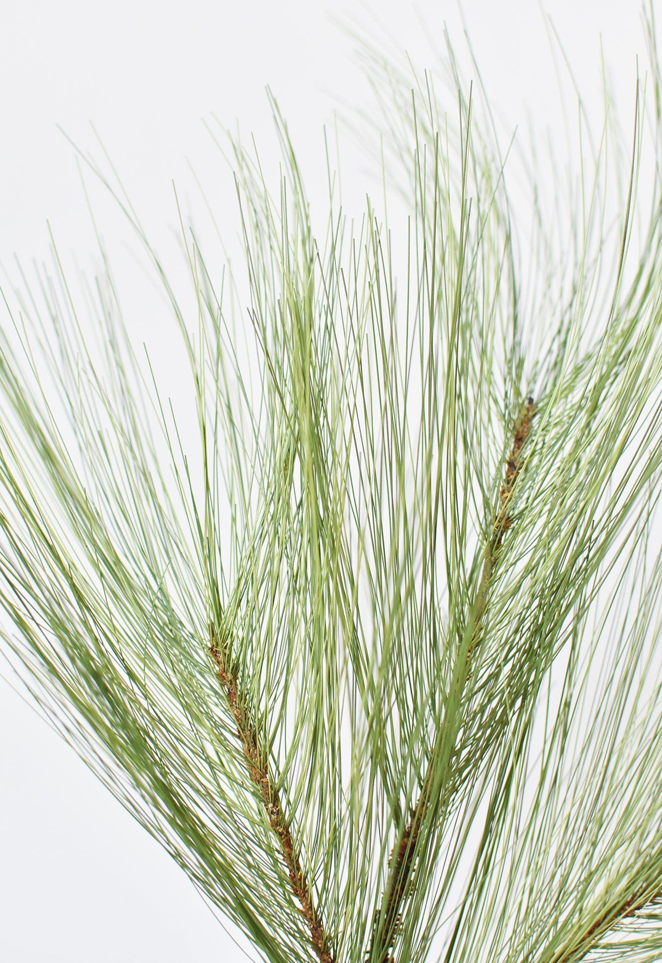 Kiefernzweig, lang, 53 cm