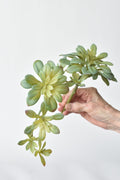 11,5" Künstlicher, herabhängender weicher Aeonium-Spray-Stiel