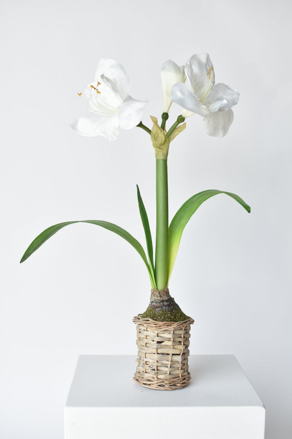 20,5" Künstlicher weißer Amaryllis im geflochtenen Topf