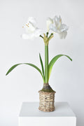 20,5" Künstlicher weißer Amaryllis im geflochtenen Topf
