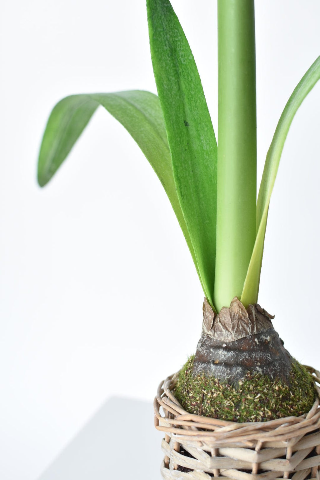 20,5" Künstlicher weißer Amaryllis im geflochtenen Topf