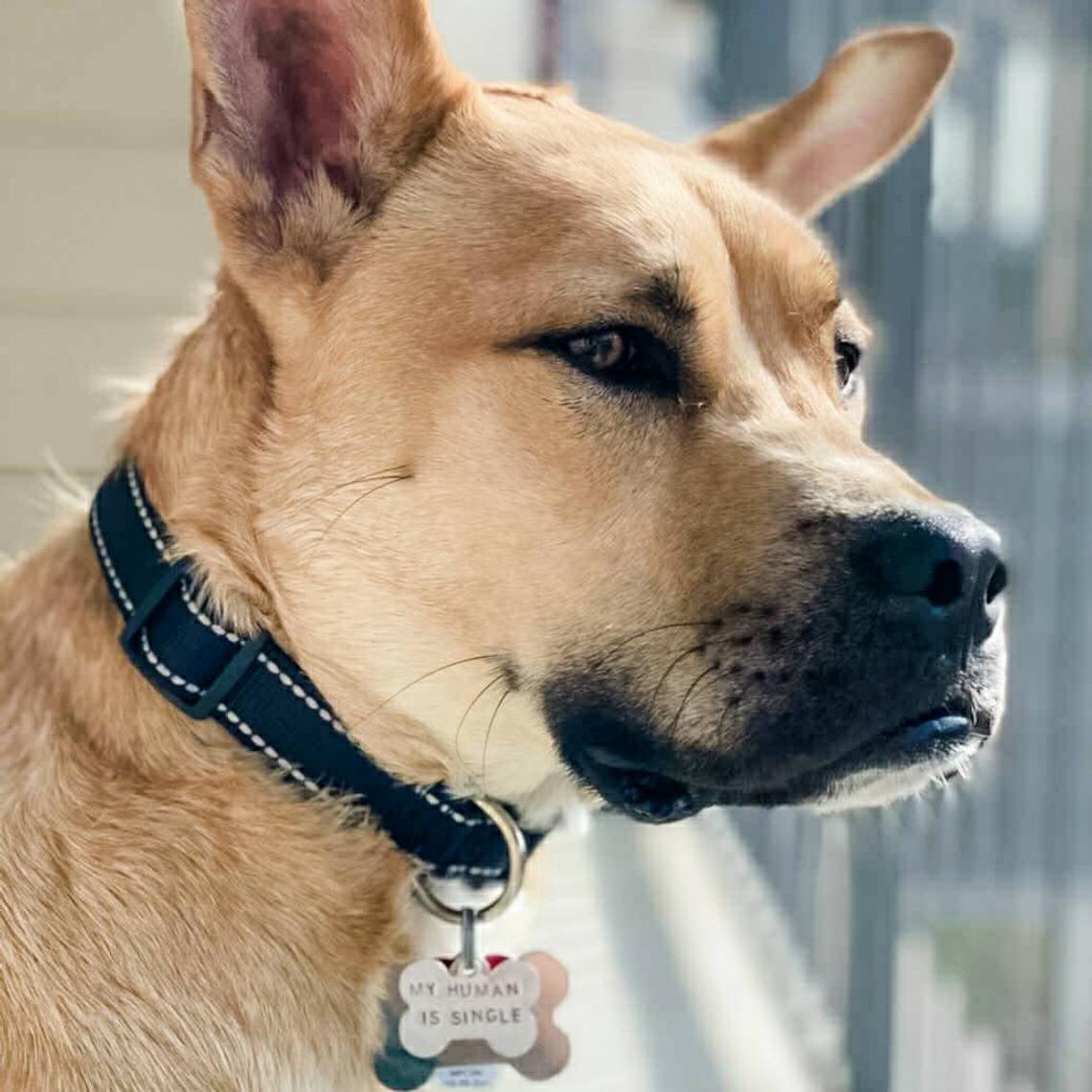 MY HUMAN IS TAKEN Bone-Shaped Pet Tag