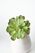 6" Faux Soft Aeonium Succulent Pick