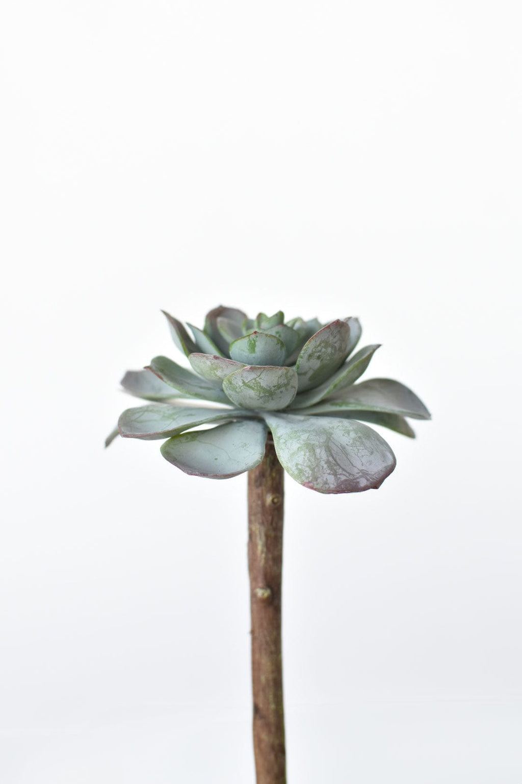 5" Faux Green Aeonium Pick Stem