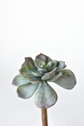 5" Faux Green Aeonium Pick Stem